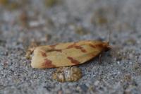 Clepsis pallidana
