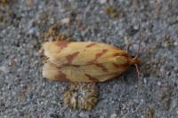 Clepsis pallidana
