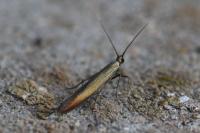 Coleophora