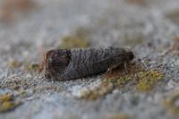 Cydia pomonella
