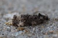 Endothenia gr. gentianaeana