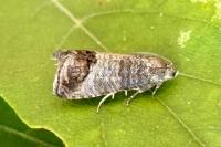 Cydia pomonella