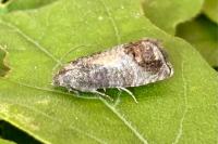 Cydia pomonella