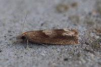 Eucosma conterminana