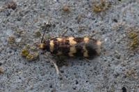 Oegoconia