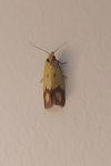 Agapeta zoegana