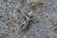 Recurvaria nanella