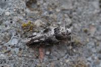Recurvaria nanella