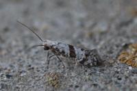 Scythropia crataegella