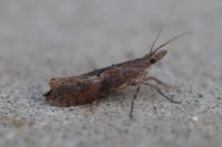Ypsolopha horridella