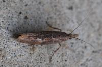 Ypsolopha horridella