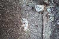 Parahypopta caestrum