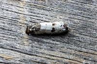 Epinotia dalmatana