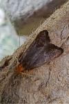 Eurodachtha pallicornella