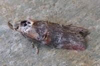 Anchinia laureolella