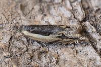 Ancylis apicella