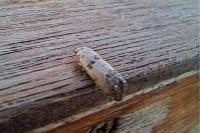 Epinotia dalmatana