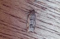 Ancylis achatana