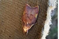 Carcina quercana
