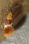 Epicallima bruandella
