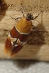 Epicallima bruandella