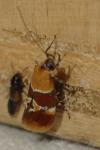Epicallima bruandella