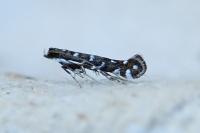 Parectopa ononidis