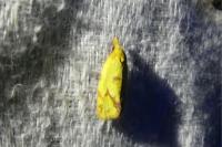 Agapeta hamana