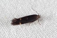 Aproaerema patruella