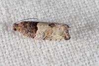 Gypsonoma aceriana