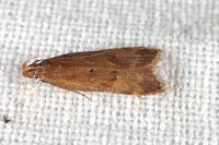 Helcystogramma lutatella