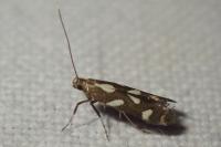 Calybites phasianipennella