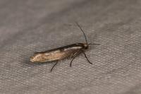 Parahyponomeuta egregiella