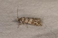 Lobesia quaggana