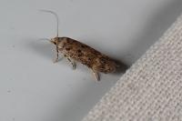 Bryotropha
