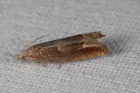 Eucosma conterminana