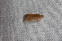 Helcystogramma lutatella