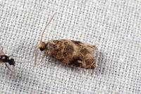 Lobesia botrana