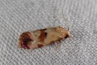 Neocochylis millierana