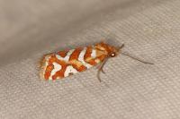 Aneuxanthis locupletana