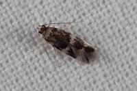 Oegoconia