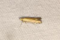 Monochroa cytisella