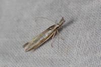 Pleurota aristella