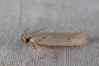 Stomopteryx detersella