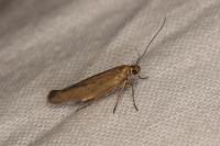 Scythris