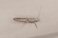 Paradoxus osyridellus