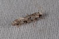 Nemapogon