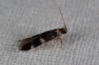 Oegoconia
