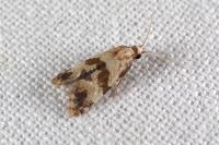 Phalonidia contractana