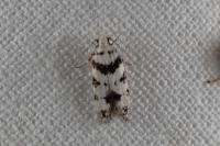 Pseudotelphusa scalella